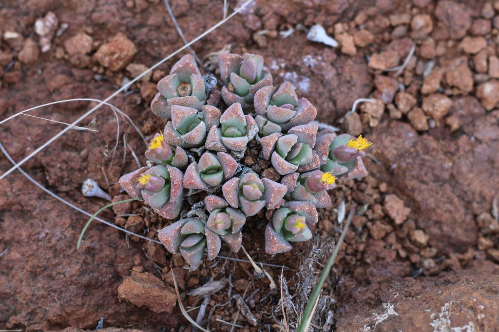Stomatium braunsii