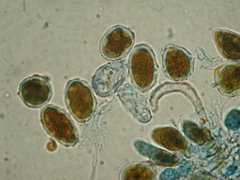 Phragmidium mucronatum