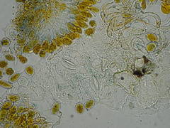 Phragmidium mucronatum