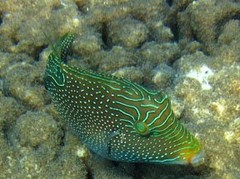 Canthigaster papua