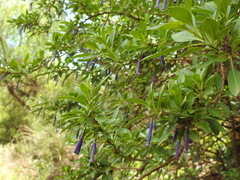 Iochroma cyaneum