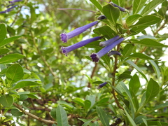 Iochroma cyaneum