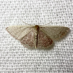Idaea inversata
