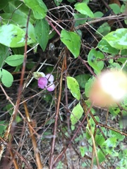 Symphoricarpos × chenaultii