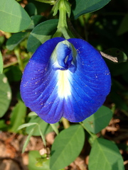 Clitoria ternatea
