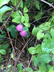 Symphoricarpos × chenaultii
