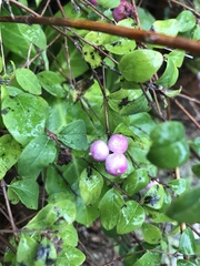 Symphoricarpos × chenaultii
