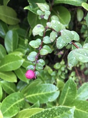 Symphoricarpos × chenaultii