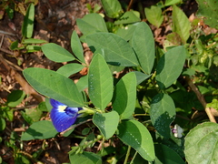 Clitoria ternatea