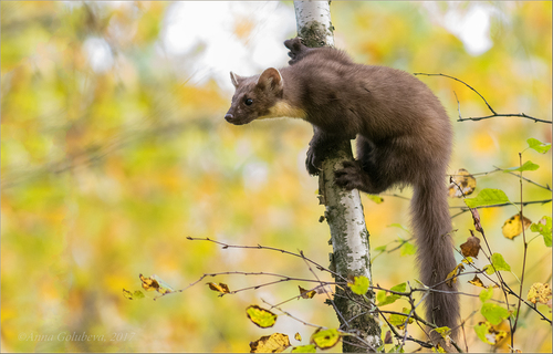 Eurasian Pine Marten