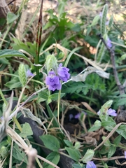 Rungia repens