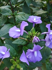 Achetaria azurea