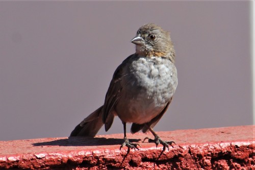 White-throated Towhee (Melozone albicollis), photo 9