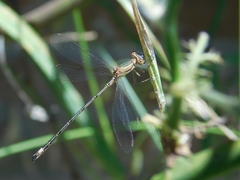 Lestes undulatus