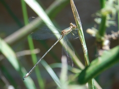 Lestes undulatus