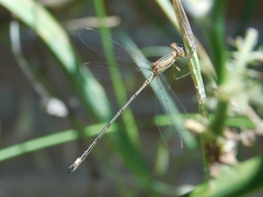 Lestes undulatus