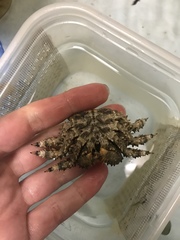 Phyllolithodes papillosus