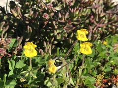 Hemimeris sabulosa