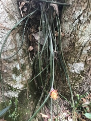 Acanthostachys strobilacea