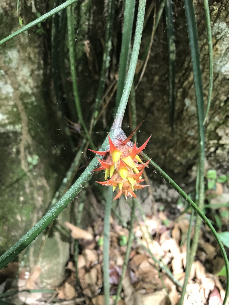 Acanthostachys