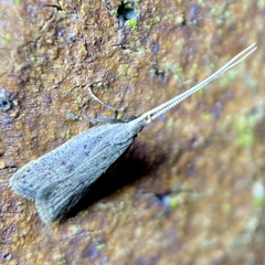 Lecithocera imprudens