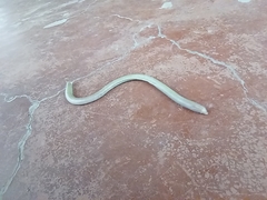 Leposternon microcephalum