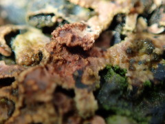 Nectriopsis rubefaciens