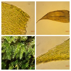 Herzogiella seligeri