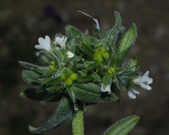 Buglossoides