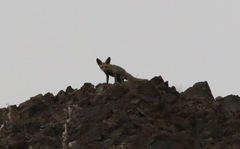Vulpes vulpes arabica