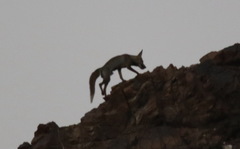Vulpes vulpes arabica