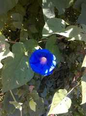 Ipomoea purpurea
