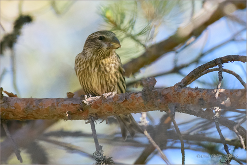 Parrot Crossbill, Лоухский р-н, Респ. Карелия, Россия, photo 7 of 10
