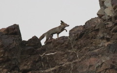Vulpes vulpes arabica