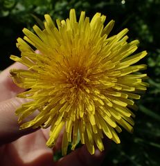 Taraxacum
