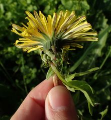 Taraxacum