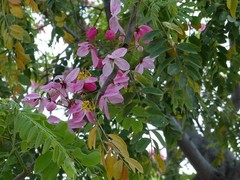 Cassia javanica