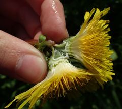 Taraxacum