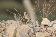 Anthus similis