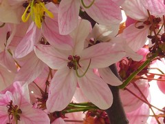 Cassia javanica