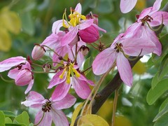 Cassia javanica