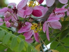 Cassia javanica