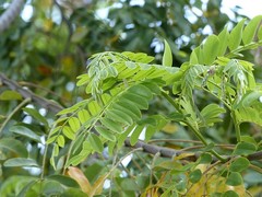 Cassia javanica