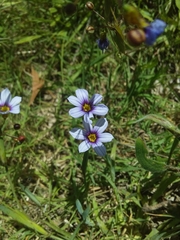 Sisyrinchium platense