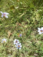 Sisyrinchium platense