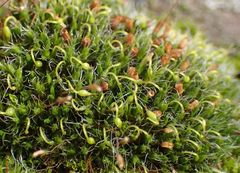 Grimmia pulvinata