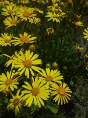 Senecio selloi