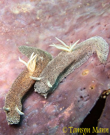 Starry Doriprismatica