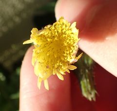 Sonchus oleraceus