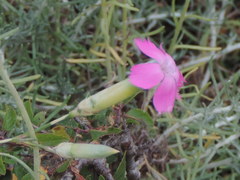 Dianthus longicaulis